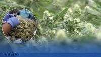 Oklahoma's medical marijuana boom went bust. Now, only a fraction of its growers remain