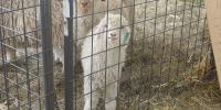 Kennebec Savings Bank commits $75K to proposed Windsor Fair Agricultural Education Center