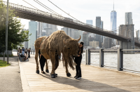 Buffalo Will Roam the Streets of New York on Sep. 18-19