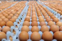 What on earth are food manufacturers doing using foreign eggs? - Sarah Todd