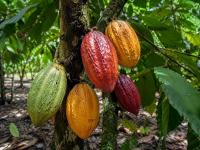 Mars Backs Healthcare For Cocoa Communities