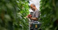 Kent growers help secure Britain’s salad supply
