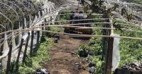 Mendocino County sheriff gets $4.5 million from legal cannabis to go after illegal grows