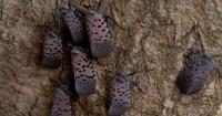 Invasive spotted lanternfly threatens trees, plants in Massachusetts
