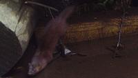 Researcher Spots A Little Animal Never Before Documented In The Once-Polluted Bronx River