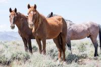 BLM to remove hundreds of wild horses from southeast Oregon due to drought, starvation