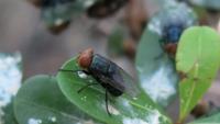 Texas lifts some screwworm restrictions as new zone is added