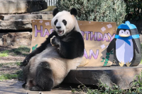 Pandas' birthdays spark a rush at Australian zoo