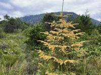 Southeast Alaska sees a fungal outbreak on spruce, which scientists say isn’t harmful