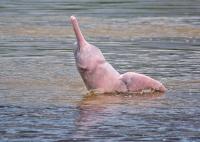 River dolphins under pressure in Ecuadorian Amazon