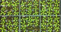 Researchers Identify “Green Thumb” Molecule That Drives Leaf Stalk Growth in Plants