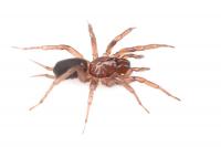 Web of intrigue: U of I researchers find a new, Idaho-centric species of spider