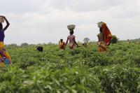 How Data can Unlock Lending for Africa’s Farmers