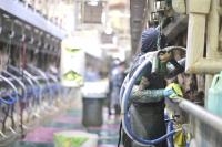 Immigrant labor fuels Kansas’ growing dairy industry
