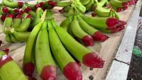 Queensland’s red-tipped bananas hit Japan as novelty meets premium produce
