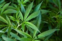 New Louisiana law strengthens penalties for marijuana on college campuses