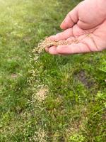 Want a Thicker, Greener Lawn Next Spring? Start With These 4 Fall Steps