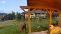 Montana homeowner fights off moose that attacks her and her animals
