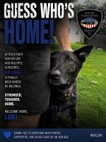 K9 Loki Recovering After Medical Emergency