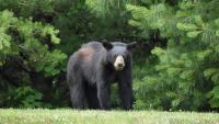 2 bear cubs relocated as NC wildlife officials try to capture mother behind home break-ins North Carolina wildlife officials say they still haven't caught a black bear that broke into multiple homes and injured one resident.