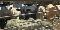 How the beef tariff pause could affect Wisconsin farmers and consumers