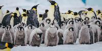 Science breakthrough sees experts track emperor penguins from SPACE for the first time ever