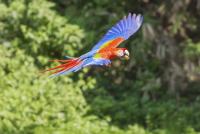 Costa Rica Targets Wildlife Trafficking With New Tourist Campaign