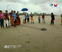 2 rescued marine turtles returned to sea  