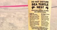 Record-breaking sea turtle nesting season continues on Florida's Space Coast