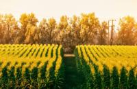 Trade Barriers Threaten Southern Africa’s Agricultural Potential