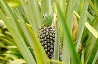 Burkina Faso Farmers Embrace Pineapple Farming