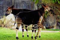 Africa’s Tough Wildlife Thrives in Continent’s Harshest Environments