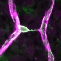 Research Reveals Retina’s Power Grid