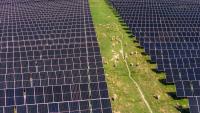 First-of-its-kind research balances the needs of solar farms and grazing