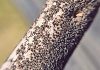 Canadian farmers fight heavy disease threat
