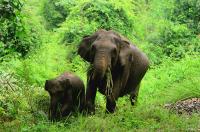 Women farmers in Sumatra find a gentler way to keep elephants at bay