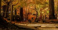 Japan’s first fall color forecast for 2026 is here!