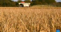 Seed's 7,000-kilometer journey: "Chang'an Story" of China-Kazakhstan agricultural cooperation
