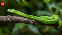 ‘Ghost’ green mamba rediscovered decades after its 1885 discovery in São Tomé
