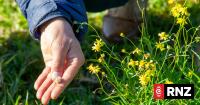 Toxic weed Madagascar ragwort identified in Wairarapa for first time