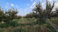 Farmers sell windfall apples for 3 soms due to lack of processing facilities