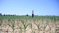 Pesticides poison nearly half of world’s farmers each year – study