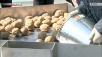 Japanese farmers briefed over potential US potato imports