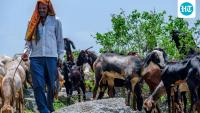 India’s pastoralists deserve a new tale to tell