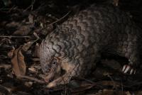 Cambodia cracks down on social media wildlife trade, but gaps remain