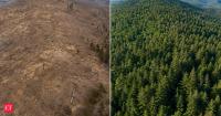 In 1869, Frederick Billings bought a deforested Vermont estate and replanted Mount Tom; 550 managed acres now form America's oldest professionally managed forest
