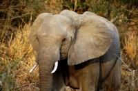 Vietnam seizes 1.2 tons of ivory, plus big cat bones, hidden in timber shipment