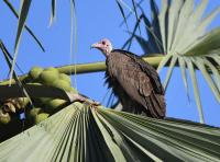 West Africa’s plan to save its vultures struggles to take flight