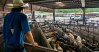 FARM: Trump announces plan to let farmers process their own food