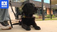 Guide dog dragged by train along Flinders Street Station platform